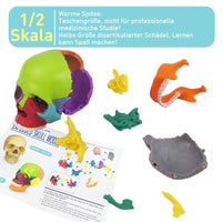 1 x RAW Customer Returns EVOTECH SCIENTIFIC Mini Skull Model, Didactic 15 Pieces Palm Sized Anatomy Skull Model, Exploded Skull, Medical Teaching Learning, Children Learning Education, Skull Puzzle - RRP €35.28