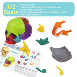 1 x RAW Customer Returns EVOTECH SCIENTIFIC Mini Skull Model, Didactic 15 Pieces Palm Sized Anatomy Skull Model, Exploded Skull, Medical Teaching Learning, Children Learning Education, Skull Puzzle - RRP €36.79