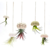 1 x RAW Customer Returns Cocoarm 5 Pack Mini Air Plant Holder with Sea Urchin Shell, Decorative Hanging Air Plant Pot, Cute Tillandsia Succulent Display Container 4 Piece Set  - RRP €14.39