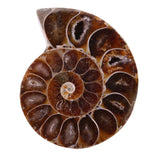 1 x RAW Customer Returns 2pcs ammonite shell, ammonite fossil shell, natural stones and minerals from Madagascar. Used for school supplies 4cm  - RRP €16.99