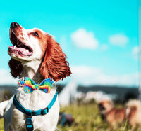 6 x Brand New DOGWONG Dog Collar with Removable Bow Tie, Blue Plaid Pet Collar Dog Bow Tie Gift for Girl or Boy Dogs, Comfortable Adjustable Dog Collar for Small Medium Dogs - RRP €72.6