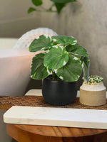 1 x RAW Customer Returns Briful set of 3 artificial plants like real artificial houseplants decorative plants for living room bathroom decoration, height approx. 15 cm, in a black ceramic pot - RRP €24.19