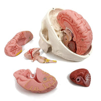 1 x RAW Customer Returns Human Skull Brain Model, 11-Parts, Life Size, Anatomical Human Head Model with Brain, Human Skull, for Medical Teaching Learning, Students Children Education Display - RRP €97.99