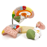 1 x RAW Customer Returns 2022 Newest Human Brain Model For Neuroscience Teaching With Labels 2 Times Life Size Anatomy Model For Science Learning Classroom Study Display Medical Model - RRP €139.99