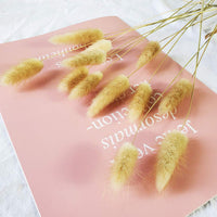 1 x RAW Customer Returns Natural Dried Lagurus ovatus 100pcs Boho Home Decor Bouquet Dried Bunny Tails Pampas for Dried Flower Arrangements Wedding Bathroom Home Decoration - RRP €18.29