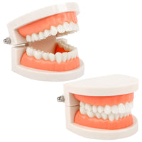 1 x RAW Customer Returns 2Pcs Dental Model Children s Teeth Model Dental Care Model Demonstration Tool Teeth Model Standard for Teaching, Dentist - RRP €13.67