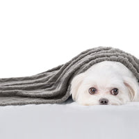 1 x RAW Customer Returns MIULEE Dog Blanket 100x160 cm Cuddly Blanket Dogs Soft Blankets Cats Fleece Blanket Washable Sleeping Pad Suitable for Dogs, Cats, Guinea Pigs and Other Animals Light Gray - RRP €20.49