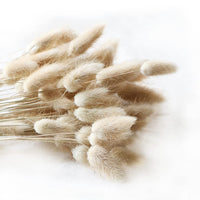 1 x RAW Customer Returns Natural Dried Lagurus ovatus 100pcs Boho Home Decor Bouquet Dried Rabbit Tails Pampas for Dried Flower Arrangements Wedding Bathroom Home Decor - RRP €18.29