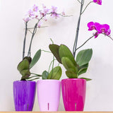 1 x RAW Customer Returns Santino set of 6 orchid pots D 12cm self-watering pot with wick system and water level indicator for indoor use - violet - 1.3L - RRP €35.64