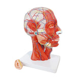 1 x RAW Customer Returns Human Half Head, Superficial Neurovascular Model with Muscles, Life Size Anatomical Head Model, Skull and Brain for Medical Teaching, Learning Tool for Children, Mew - RRP €129.99