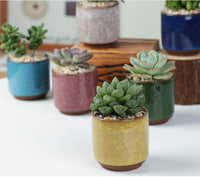 1 x RAW Customer Returns Lawei 8 Pack 5.5cm Ceramic Succulent Plant Pots with Bamboo Tray Cactus Pot Flower Pot for Home Garden Office Plants Not Included  - RRP €36.95