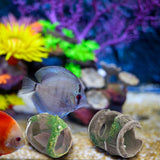 6 x Brand New RANJIMA Aquarium Accessories Fish Decoration, Aquarium Decoration Ornaments, Aquarium Cave Resin Wine Barrel with Aquarium Artificial Plants Decoration for Aquarium Shrimp Nest Shuttle Finder Hippie Shelter - RRP €72.6