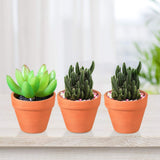 1 x RAW Customer Returns Set of 10 Mini Terracotta Flower Pots, Perfect for Putting Succulent Plants, Small Flowers in a Vase, or for Making Candy Boxes or Creative DIY 3x3cm - RRP €19.2