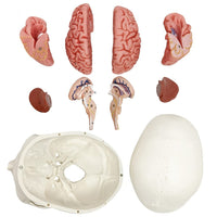 1 x RAW Customer Returns Human Skull Brain Model, 11-Parts, Life Size, Anatomical Human Head Model with Brain, Human Skull, for Medical Teaching Learning, Students Children Education Display - RRP €97.99