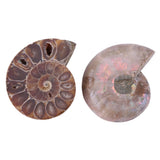 1 x RAW Customer Returns 2pcs ammonite shell, ammonite fossil shell, natural stones and minerals from Madagascar. Used for school supplies 4cm  - RRP €16.99