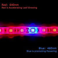 2 x RAW Customer Returns Tesfish LED Plant Grow Strip Light DC 12V IP65 Waterproof Full Spectrum SMD 5050 Red Blue 5 1 String Light for Aquarium Greenhouses Plant - RRP €37.98