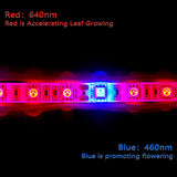 1 x RAW Customer Returns Tesfish LED Plant Grow Strip Light DC 12V IP65 Waterproof Full Spectrum SMD 5050 Red Blue 3 1 String Light for Aquarium Greenhouse Plants - RRP €18.99