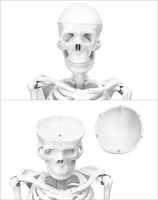 1 x RAW Customer Returns QWORK Skeleton Model, 85cm Human Skeleton Anatomical Model Flexible for Medical Teaching Display Tool - RRP €46.38