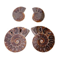 1 x RAW Customer Returns 2pcs ammonite shell, ammonite fossil shell, natural stones and minerals from Madagascar. Used for school supplies 4cm  - RRP €16.99