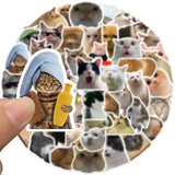 1 x RAW Customer Returns Cat Meme Stickers for Laptop 50 PCS ,Gift for Kids Teens Adults Boys,Meme Stickers Waterproof Vinyl Stickers for Scrapbook,Skateboard,Car,Luggage - RRP €7.04