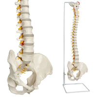 1 x RAW Customer Returns Life Size Flexible Spine Model, 33 inch 85cm Male Anatomical Spine Model with Flexible Spinal Cord, Vertebrae, Nerves, Arteries, Lumbar Spine, Pelvis and Stand - RRP €81.62