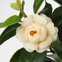 1 x RAW Customer Returns Briful Artificial Houseplant Camellia Artificial Plant Camellia Japonica in Plastic Pot Decorative Silk Flowers Camellia Artificial Flowers for Home Hotel Decoration - RRP €19.15