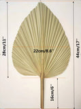 2 x RAW Customer Returns Dried Palm Leaves Natural Flower Palm Leaf Fan Art Wall Decoration Wedding Decoration 7  - RRP €61.96