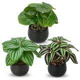 1 x RAW Customer Returns Briful set of 3 artificial plants, like real artificial houseplants, decorative plants for living room, bathroom decoration, height approx. 15 cm, in a black ceramic pot - RRP €24.19