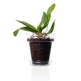 1 x RAW Customer Returns Kalapanta orchid pot transparent made of plastic with drainage holes and saucer 2, 16 cm  - RRP €25.9