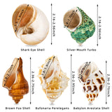 20 x Brand New SKOOLOVE 5pcs Hermit crab shells, natural large shells 5.3-7CM, opening size 2.2-3.8cm, decorative shells large, maritime decorative shells, sea shell for decoration - RRP €600.0