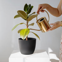 1 x RAW Customer Returns T4U 12cm Self-Watering Flower Pot Set of 6, Flower Pot with Watering System for Indoor and Outdoor, Planter for Orchids and Basil Self-Watering Pot, Black - RRP €20.56