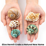 3 x Brand New SKOOLOVE 5pcs Hermit crab shells, natural large shells 5.3-7CM, opening size 2.2-3.8cm, decorative shells large, maritime decorative shells, sea shell for decoration - RRP €90.0