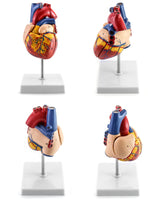 1 x RAW Customer Returns QWORK Scientific Human Heart Model for Anatomy, 2-Part Life Size Heart Models with 34 Anatomical Markings and PVC Base for School Lessons - RRP €25.2