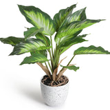 1 x RAW Customer Returns YunYite Artificial Plants 36cm Dieffenbachia Picta Mini Green Plastic Indoor Pot for Living Room Apartment Balcony Office - RRP €21.13