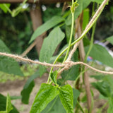 8 x Brand New Jute Netting for Climbing Plants, Vegetables, Runner Beans, Sweet Peas, Biodegradable, Compostable, Natural Netting with 10m Jute Twine for Fixing, Garden Trellis Frame 2mx 5m  - RRP €143.92