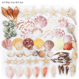 2 x RAW Customer Returns Mixed Beach Shells and Starfish 9 Kinds 3-9 CM Natural and 2 Kinds Theme Party Wedding Decorations DIY Crafts - RRP €22.22