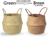 1 x RAW Customer Returns BrilliantJo set of 2 seagrass baskets, foldable woven flower pot holder laundry basket storage basket for toys clothes plants 27 x 24 cm  - RRP €20.99