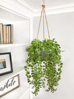 1 x RAW Customer Returns Briful Artificial Plants Ficus Pumila Hanging Plant Room Wall Decoration Aesthetic Artificial Plant, Height 35.5 cm, in Hanging Basket - RRP €23.18