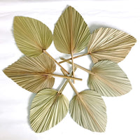 2 x RAW Customer Returns Dried Palm Leaves Natural Flower Palm Leaf Fan Art Wall Decoration Wedding Decoration 7  - RRP €61.96