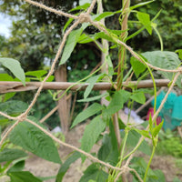 9 x Brand New Plant Support Jute Netting for Climbing Plants, Vegetables, Runners, Beans, Sweet Peas, Eco-Friendly Natural Netting with 10m Jute Twine and 10 U-Shaped Pegs for Fixing 2x10m  - RRP €205.11