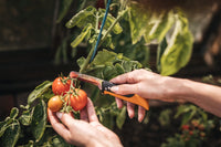 1 x RAW Customer Returns Fiskars Folding Fruit and Vegetable Knife, For Harvesting, Total Length 17.8 cm, Stainless Steel Plastic, Black Orange, X-series, K80, 1062819 - RRP €14.66