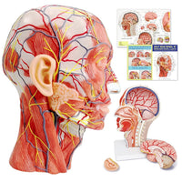 1 x RAW Customer Returns Human Half Head, Superficial Neurovascular Model with Muscles, Life Size Anatomical Head Model, Skull and Brain for Medical Teaching, Learning Tool for Children, Mew - RRP €129.99