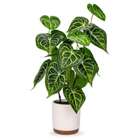 1 x RAW Customer Returns Briful 55CM Artificial Plant Anthurium Crystallinum Artificial Plants Like Real Decorative Plants Houseplant in Ceramic Pot for Home Resto Bathroom Decoration - RRP €35.28