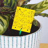 1 x RAW Customer Returns Blooven yellow stickers 40 pieces, fight fungus gnats, yellow stickers against small flies in potting soil - RRP €7.99