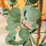 1 x RAW Customer Returns Kazeila Artificial Eucalyptus Plant 150 cm Artificial Plants Large Decorative Plants with Natural Stems for Home Decor Room Decoration Bedroom Decoration 1 Pack  - RRP €60.44