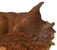 1 x RAW Customer Returns Vivid Arts Sleeping Baby Red Squirrel in Leaf Resin Home or Garden Decoration XRL-RS02-F - RRP €24.99