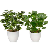 1 x RAW Customer Returns Briful 2 pieces artificial plant like real artificial ficus plants in pot, small decorative plant for windowsill, living room, bathroom decoration - RRP €31.71