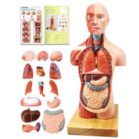 1 x RAW Customer Returns EVOTECH SCIENTIFIC Human Body Model, 15 Pieces Detachable 11 Inch 28cm Human Torso Anatomy Model With Heart Head Skull Brain Skeleton Model, Age 4 , Preschool Education Display - RRP €67.99