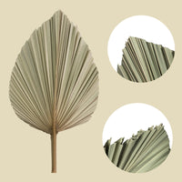 2 x RAW Customer Returns Dried Palm Leaves Natural Flower Palm Leaf Fan Art Wall Decoration Wedding Decoration 7  - RRP €61.96