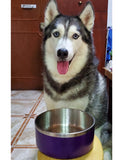 10 x Brand New IKITCHEN Dog Food and Water Bowl 1.8L Stainless Steel Durable Non-Slip Double Wall Insulated Heavy Duty with Rubber Base for Medium and Large Dogs 1.8L, Purple  - RRP €227.8